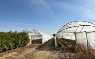 Teren intravilan agricol | 7029 mp | Satu Nou | Bihor - Poză 12