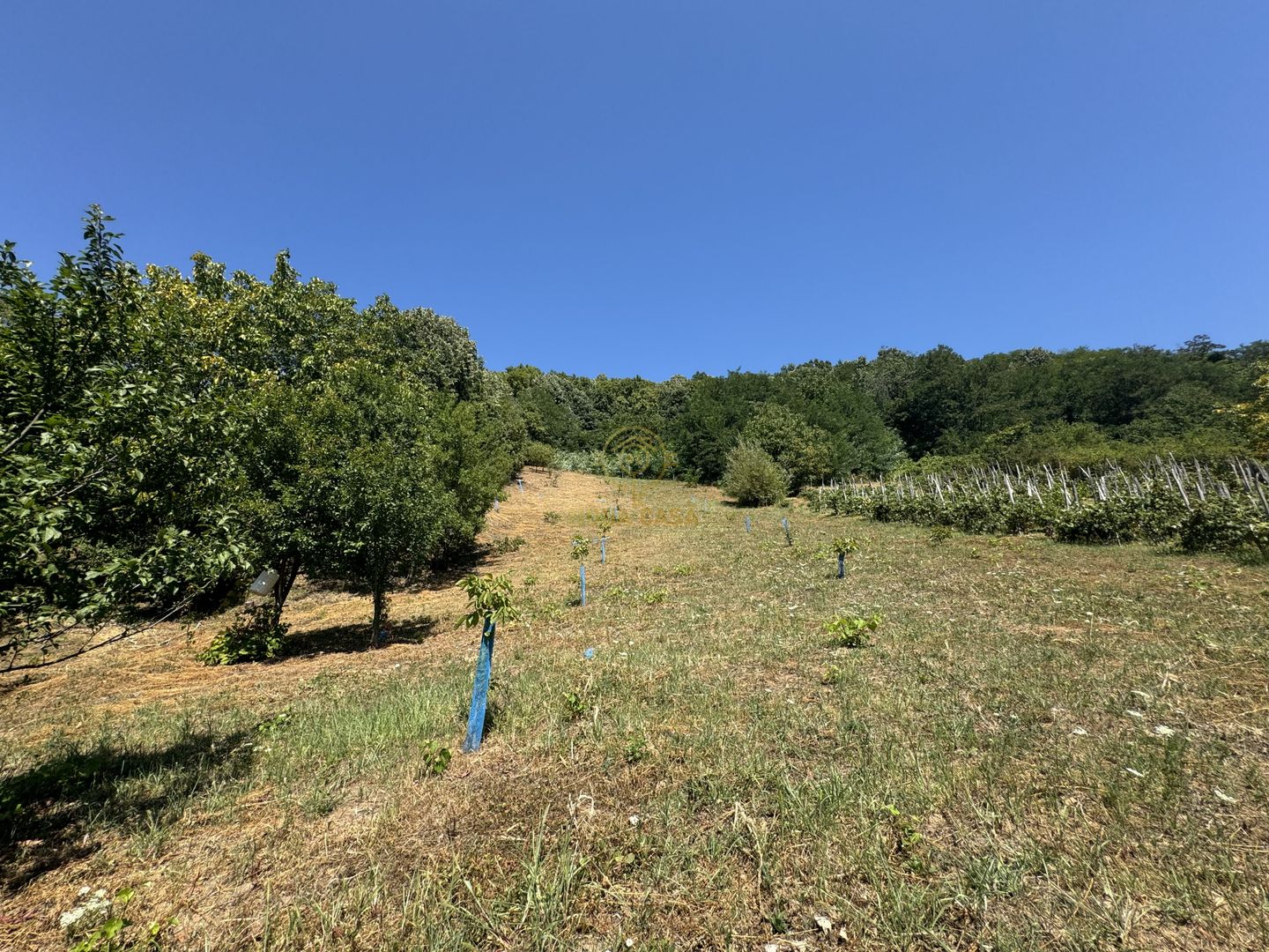 De vanzare Casa cu teren 3500MP in Sabisa/Maramures - Poză 11