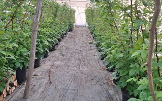 Afacere agricolă la cheie | Plantație afine | Solarii | 18.800 mp - Poză 5