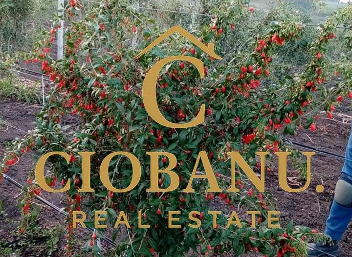 Teren intravilan cu PLANTATIE DE GOJII de vanzare in Racari - Poză 21