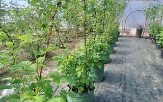 Afacere agricolă la cheie | Plantație afine | Solarii | 18.800 mp - Poză 3