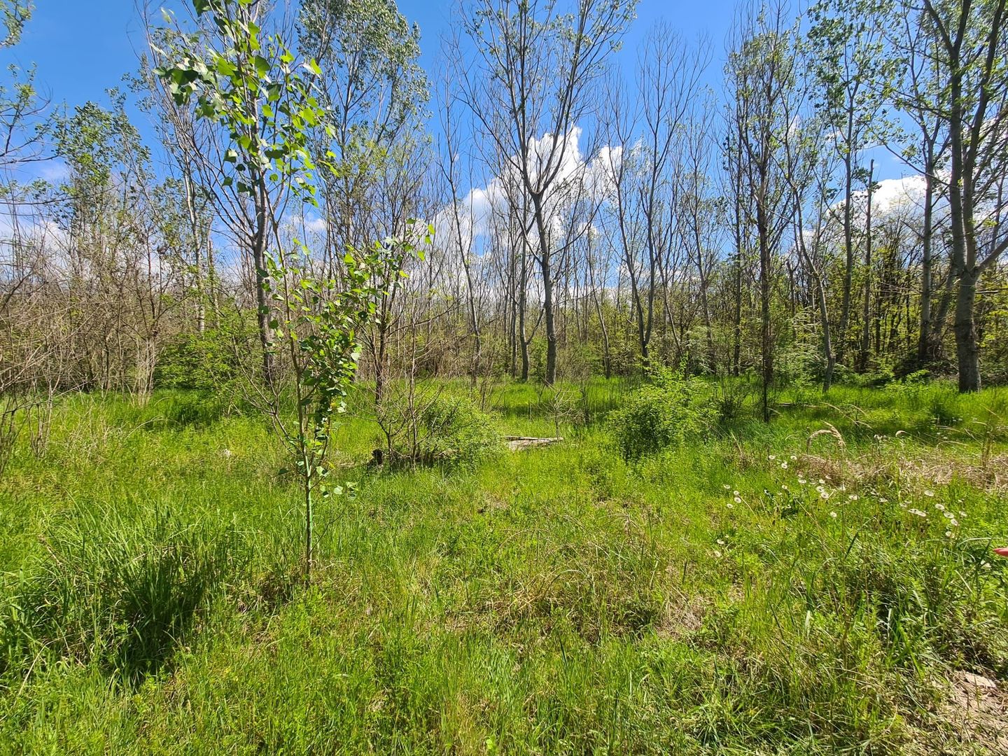 Teren de vanzare / Dem Radulescu - Poză 9