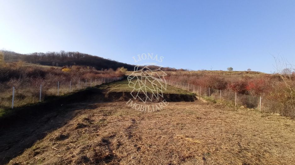 Teren intravilan 2700 mp-ideal case/investitie-Viisoara - Poză 1