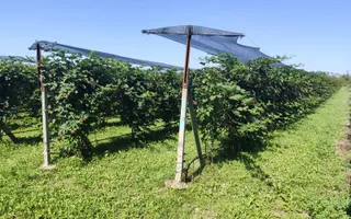 Plantatie de Muri Baicoi 10.000 mp Afacere la cheie! - Poză 13