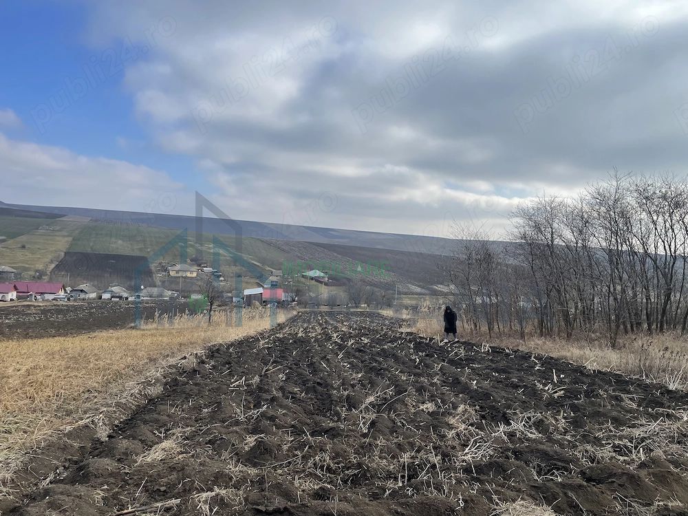 6.000 mp intravilan sat Avintu - Poză 4