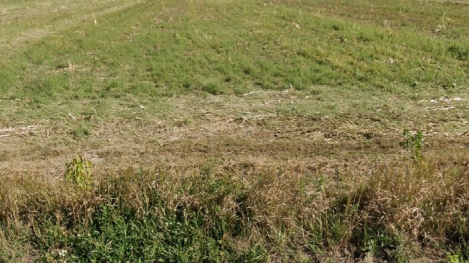 Teren 7.400 mp, deschidere 40 m la DN11, Târgu Trotuș - Poză 2