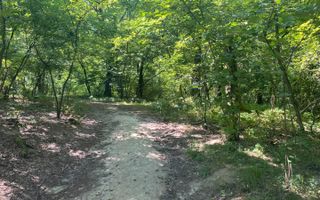 Padure Lapusel 48 ari - Poză 5