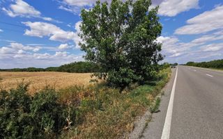 De vânzare teren extravilan, 11,600 mp, Salonta - Poză 5