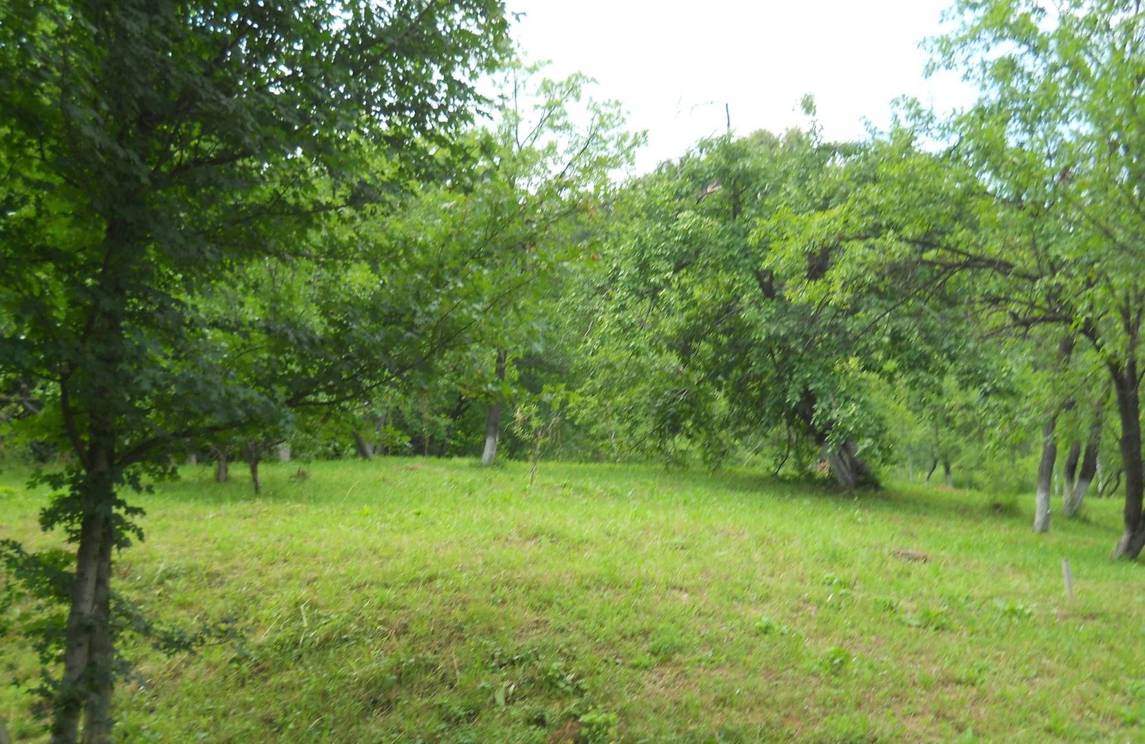 Teren Breaza de Jos, Prahova, Podu Vadului, 3750 mp (posibilitate si de 6000 mp) - Poză 3