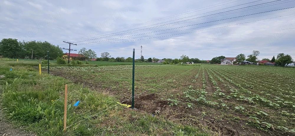 Teren intravilan 1.000 mp | Moara Vlăsiei | Strada Berzei - Poză 2