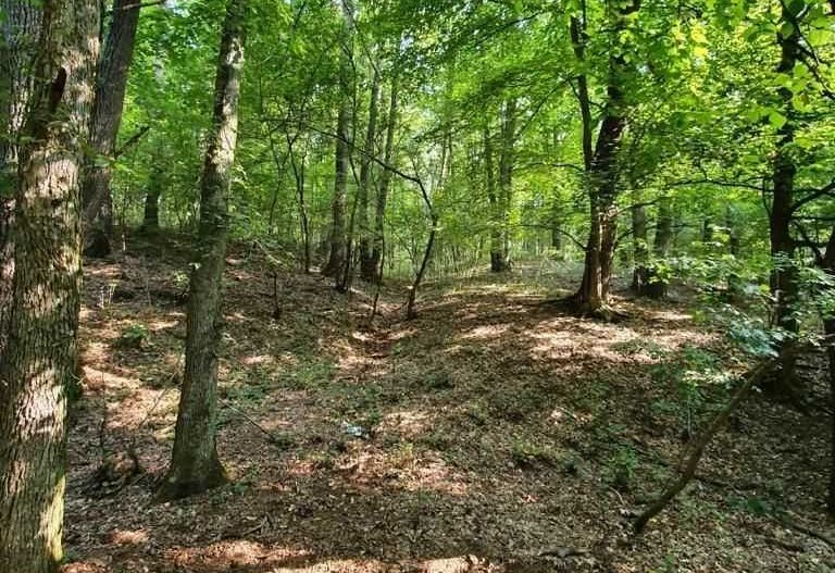 Padure stejar Prahova L328 - Poză 6