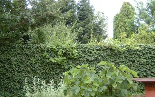 Vanzare | Casa | Otopeni Fermei | 2 Parcari | Curte libera 300 mp - Poză 7