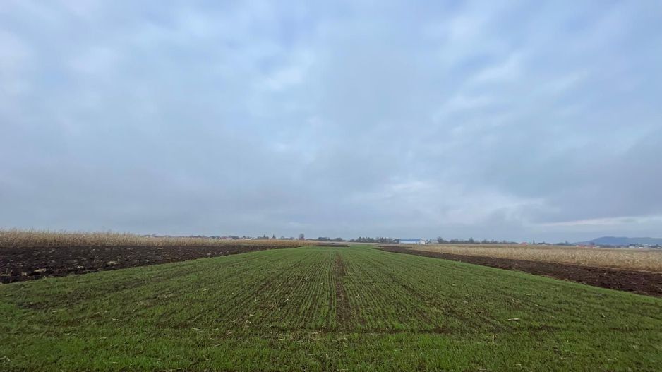 TEREN EXTRAVILAN 13 ARI | FRONT STRADAL 13 M | MARGINEA - Poză 5