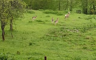 Casa Vantului si 8000 metri patrati in Abrud - Poză 11