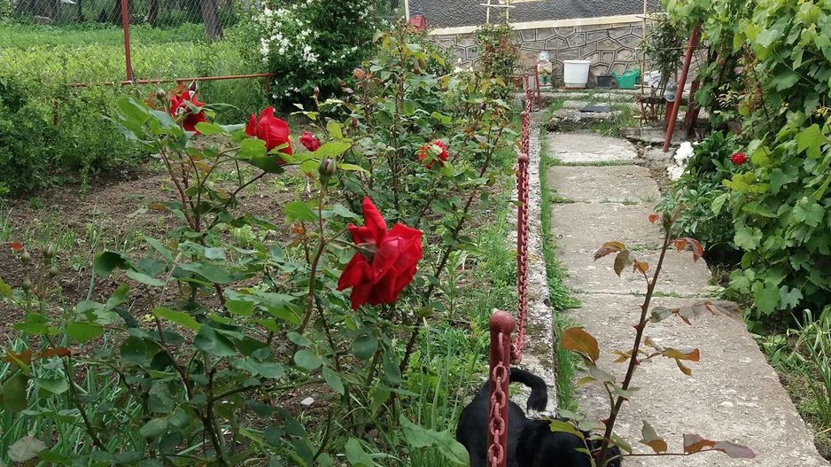 Ocazie unică! Proprietate cu potențial – zona Gherăiești - Poză 2