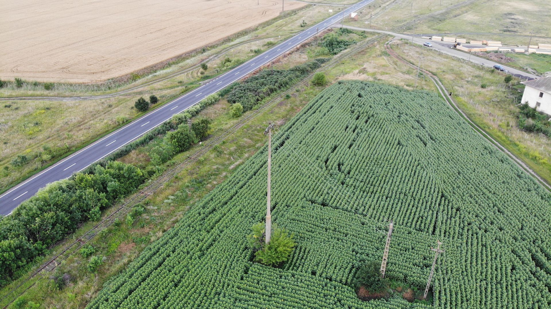 Vand Teren Extravilan Becicherecu Mic(zona industriala) 18.000mp,Utilitati - Poză 3