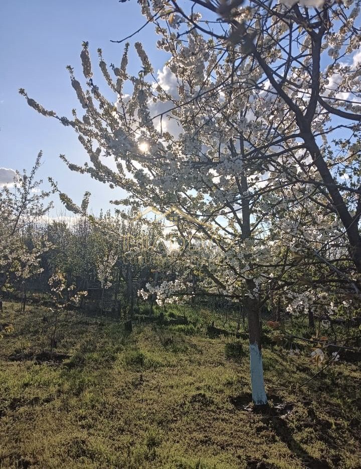 Vila 9 camere***gradina cu pomi fructiferi//1085 mp teren***Dragomiresti-Deal - Poză 23