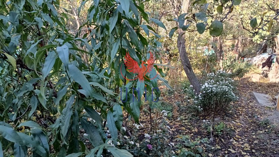 Oportunitate  teren intravilan, zona Sydney - Poză 6