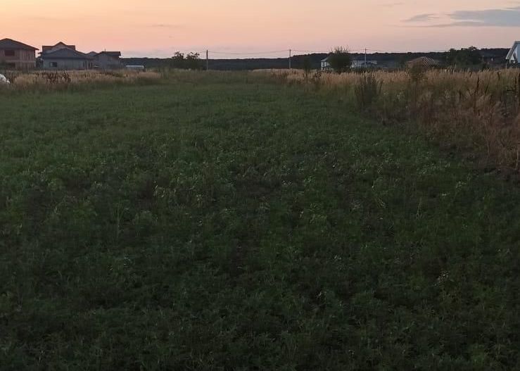 Teren Branesti - Strada Noua - Poză 6