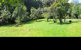 TEREN INTRAVILAN 2153 MP IN VALEA MARE PRAVAT - Poză 4