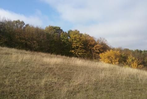 teren extravilan Secuieni judet Bacau - Poză 7