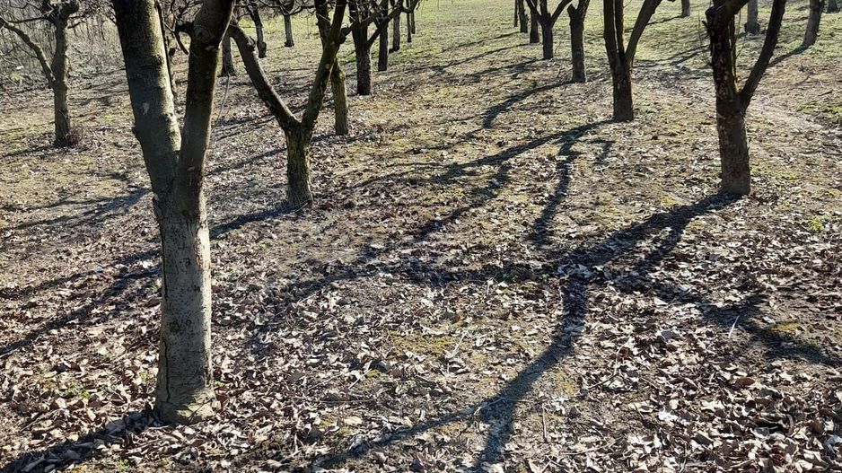 Casă 6 camere, livadă, 3 199 mp, Girisul Negru, Bihor. 42 000 E - Poză 33