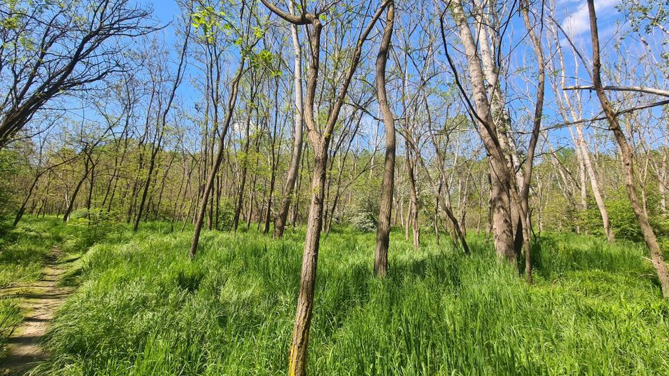 Teren de vanzare / Dem Radulescu - Poză 3