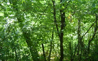 Teren de vânzare în Breaza– zonă liniștită, ideal pentru relaxare - Poză 20