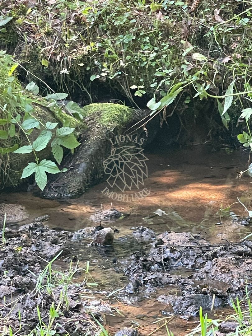 COMISION 0 20.000 MP TEREN EXTRAVILAN CU PADURE ZONA TURISTICA VISAGU VLADEASA - Poză 1