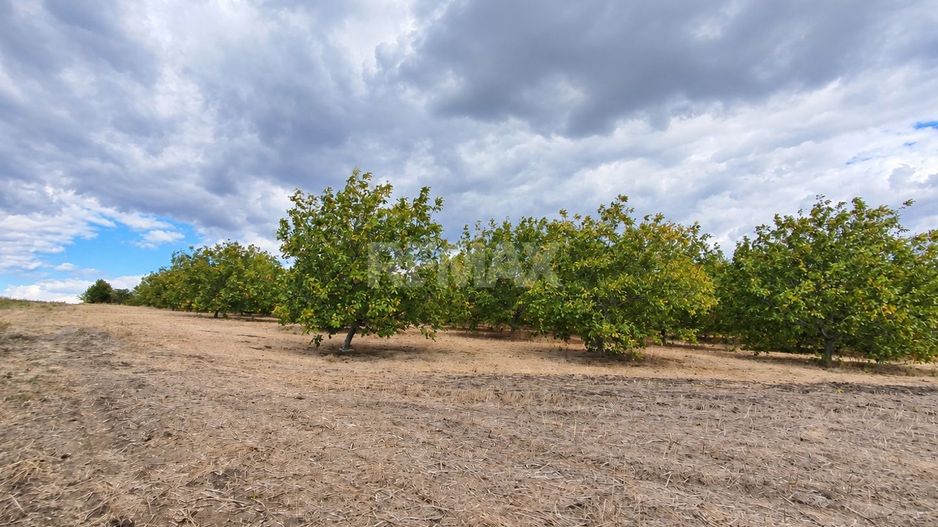 LIVADĂ DE NUCI – 24,5 HA | ȚÎNȚĂRENI, ANENII NOI - Poză 11