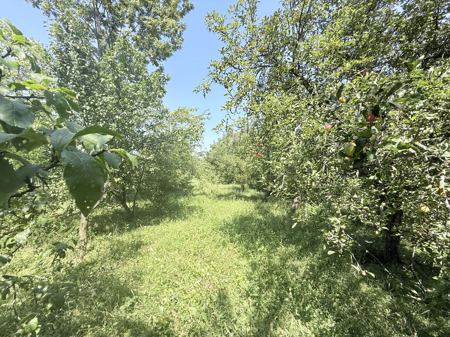 Casa interbelică cu arhitectură deosebită+Anexa și teren 1570 mp - Poză 37