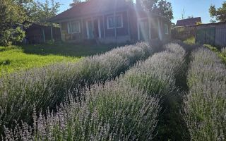 Casă cu teren intravilan de 5000 mp, livadă tânără și vie productivă, în Roșu, comuna Răducăneni, județul Iași - Poză 2