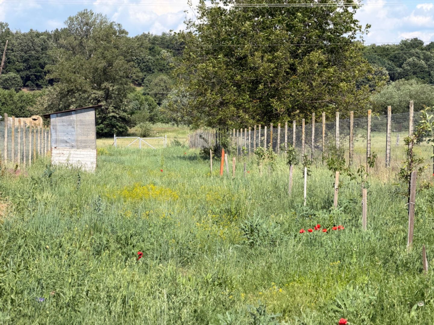Teren intravilan, 2300mp - Vinerea ( Cugir ) - Poză 3