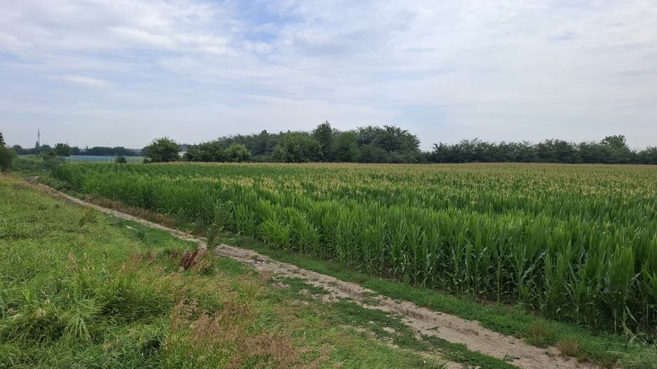 Teren de vanzare Serbanesti/Holt - Poză 2