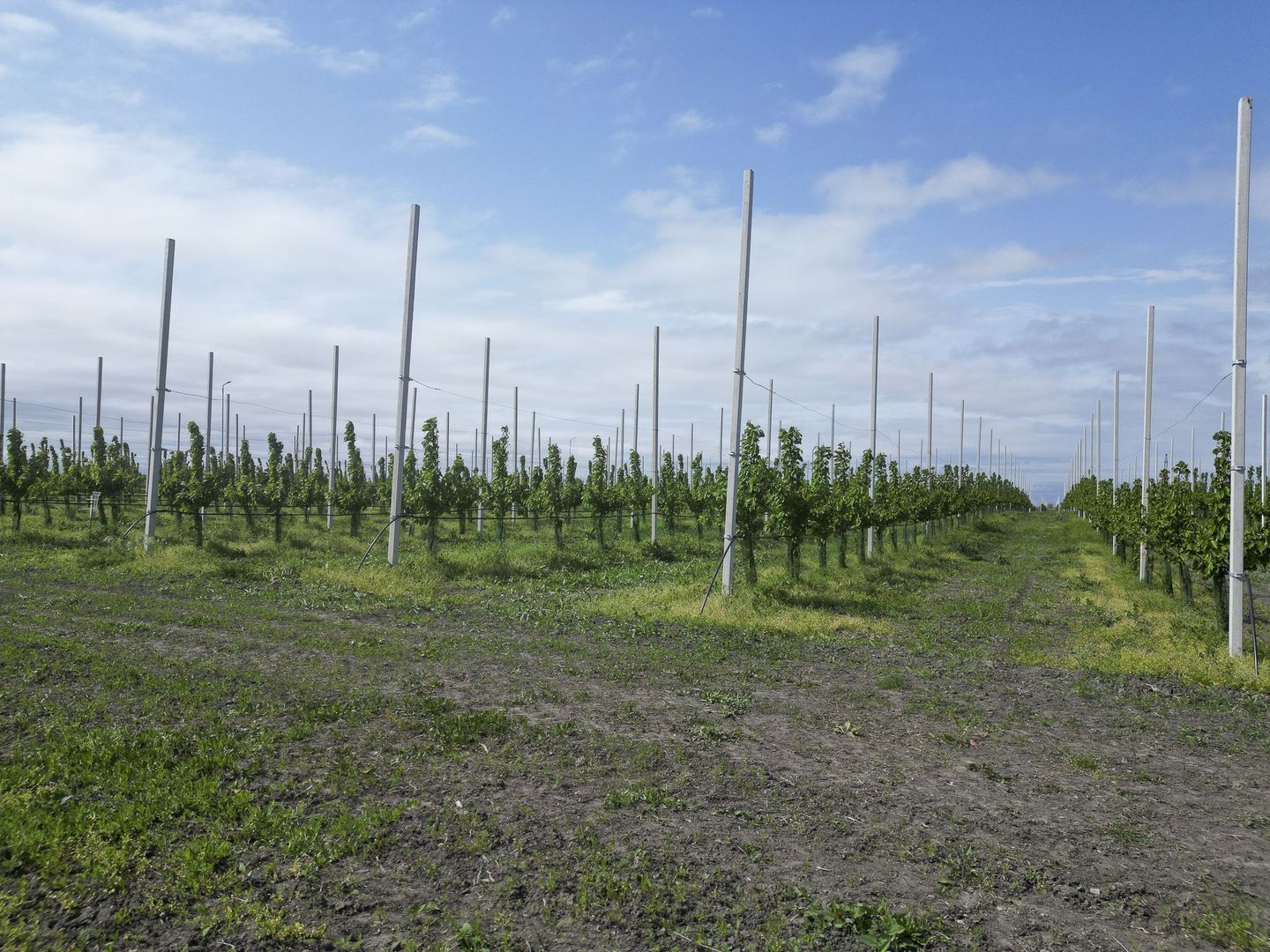 Oportunitate investiție: Livadă de Cireși și Hală - Poză 6