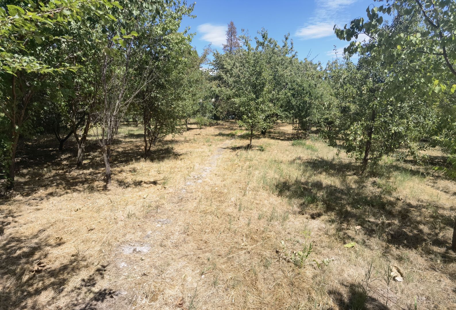 Spatiu industrial zona Sud-Arad - Poză 28