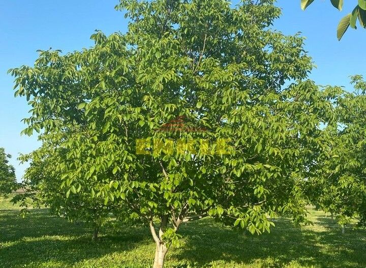 De vânzare livada cu nuci - Poză 3