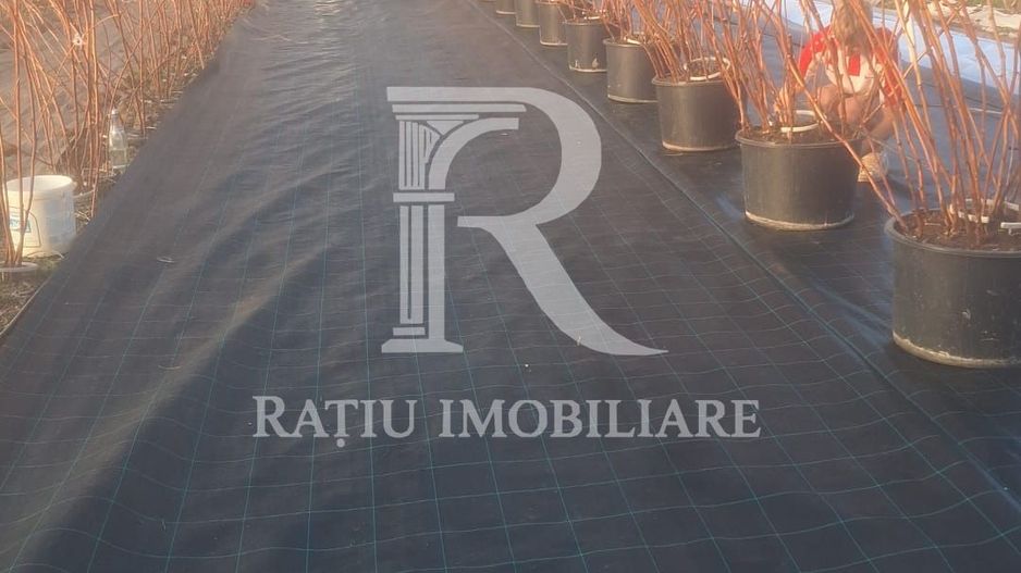 Afacere agricolă la cheie | Plantație afine | Solarii | 18.800 mp - Poză 7