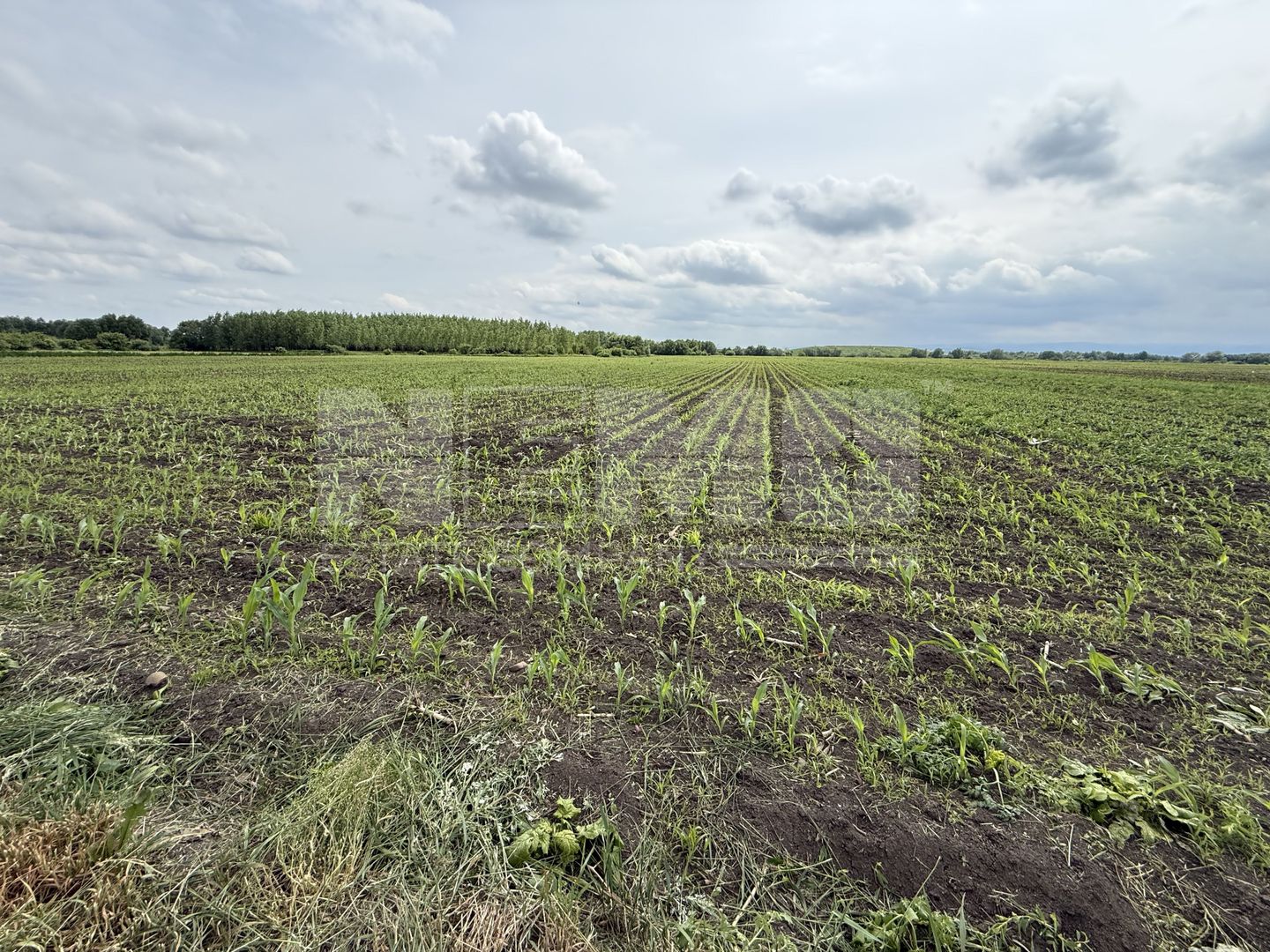 Teren extravilan de vânzare | Satu Mare, județul Suceava | 3.750 mp - Poză 1