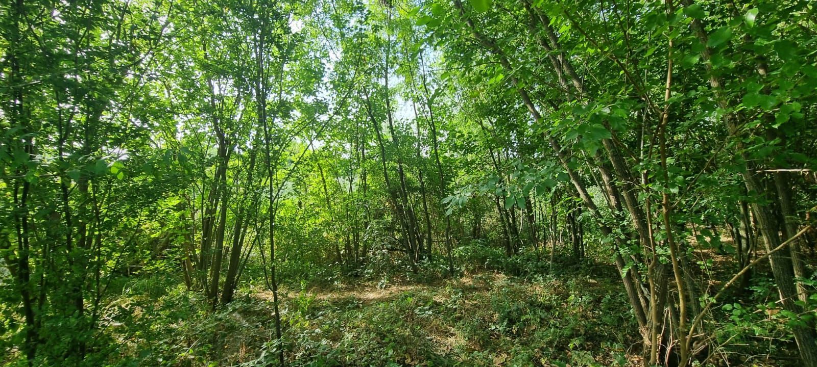 Teren 2000 mp de vânzare – Comana, deschidere la lac, aproape de Parcu - Poză 5