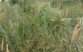 TEREN VIDRA BERCENI 307 MP - Poză 1