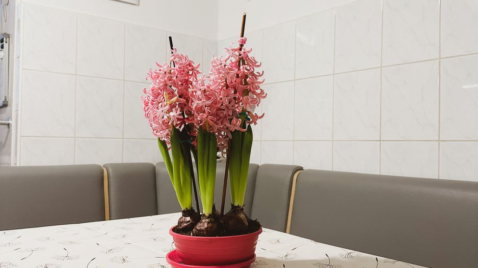 VANDUT - 2 camere - Telegrafului - Poză 8