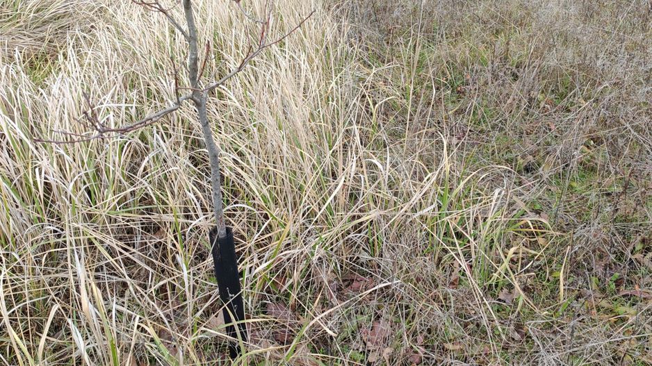 Teren (livada) destinatii multiple, imprejmuit, zona super - Poză 7