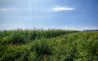 Teren Centura Radauti | 25 Ari | 12 m Front - Poză 1