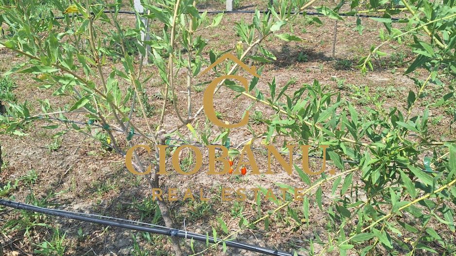 Teren intravilan cu PLANTATIE DE GOJII de vanzare in Racari - Poză 5