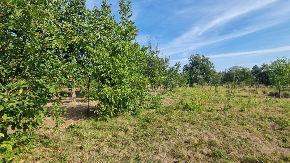 Teren 2000 mp de vânzare – Comana, deschidere la lac, aproape de Parcu - Poză 9