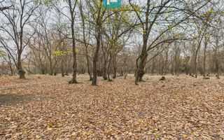 Teren pe malul Muresului- oportunitati multiple - Poză 11