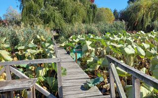 Casă individuală | Acces lac și ponton | Snagov - Poză 2