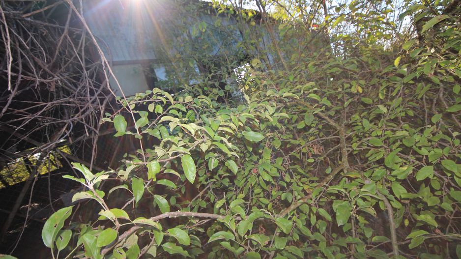 Teren de vanzare in suprafata de 5500 mp in loc.Nitchidorf - Poză 12