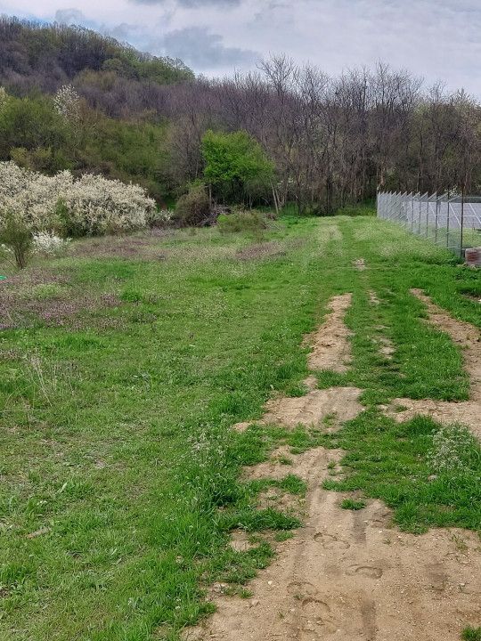 Teren Topoloveni - 3670 mp - langa padure, aproape de Centrul orasului  - Poză 4